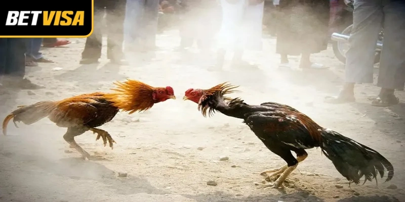 Cá cược trận gà trực tuyến tạo cảm giác hồi hộp bất tận
