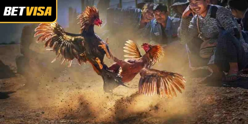 Tỷ lệ kèo thay đổi nhanh trong các trận phát sóng trực tiếp